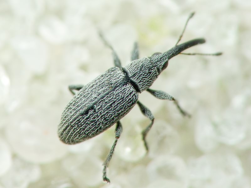 Squamapion elongatum (Germar, 1817)